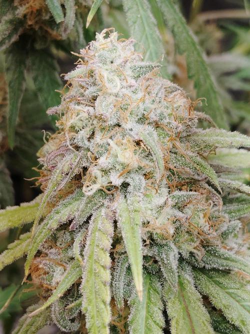 McFarmer's garden. Week 11 - Final week of flower