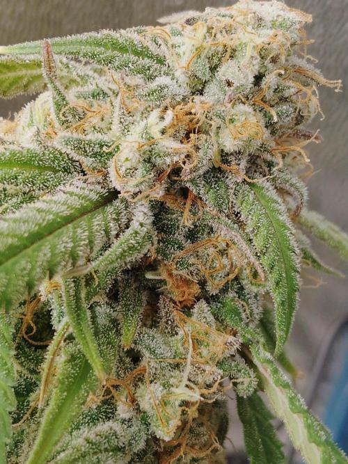 McFarmer's garden. Week 11