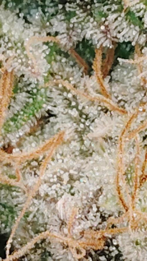 McFarmer's garden. Week 11