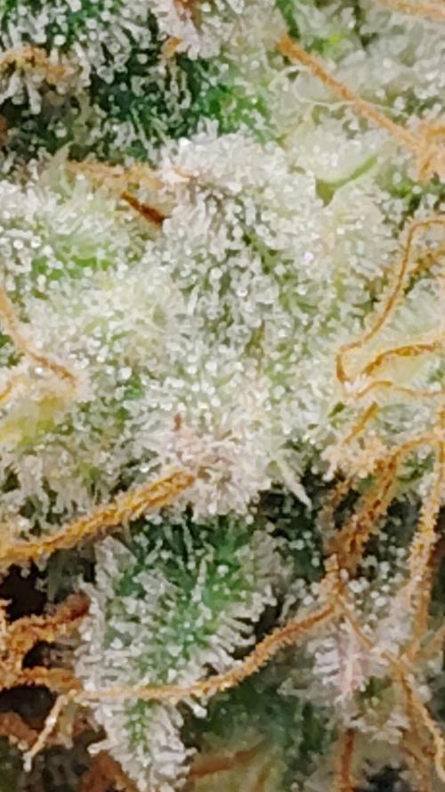 McFarmer's garden. Week 11