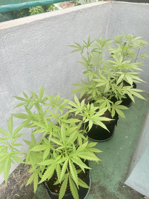 Special Queen #1. Week 4
