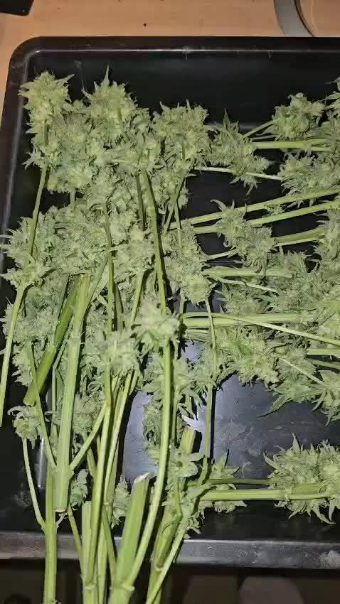 Milly - Milky Way F1 by Royal Queen Seeds [G4]