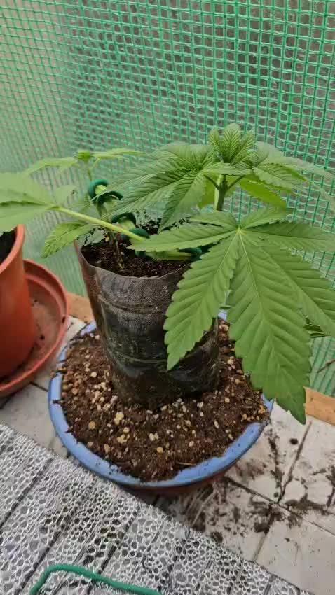 Bonsai Project Take II [G5]