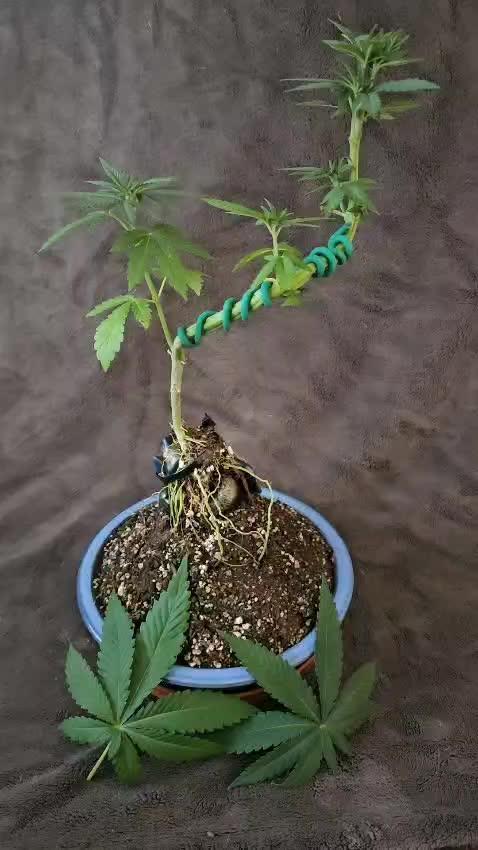 Bonsai Project Take II [G5]