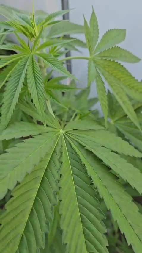 UK Greenhouse Experiment [G5]