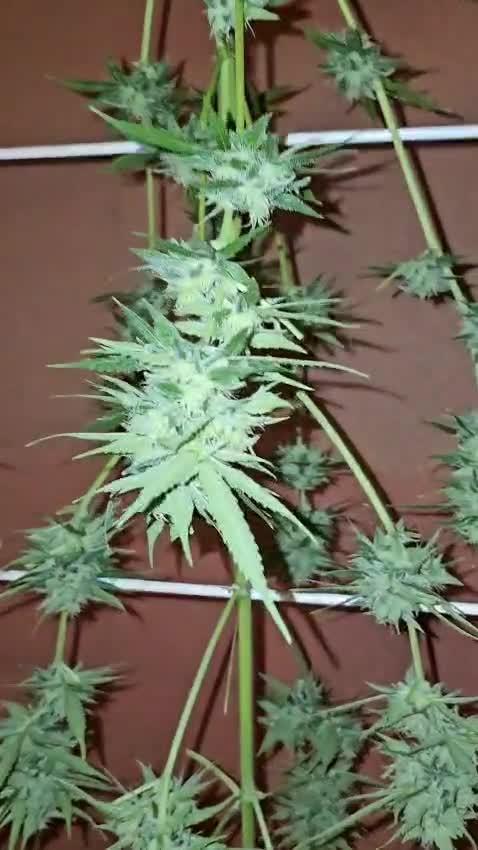 Bonnie - Auto Black Opium 1 [G5]