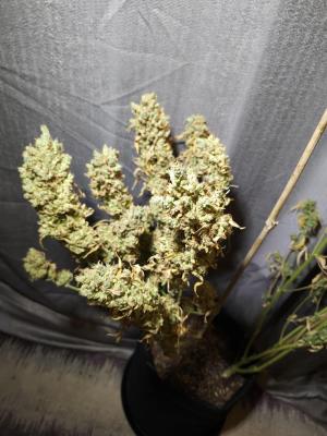 Comment by UnorthadoxDude photo #1
