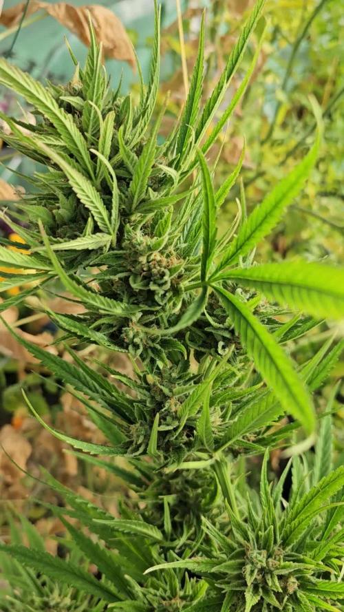 Franka - Auto Fractal 3 [G5]