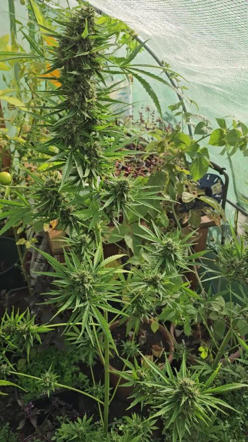 Fraya - Auto Fractal 2 [G5]