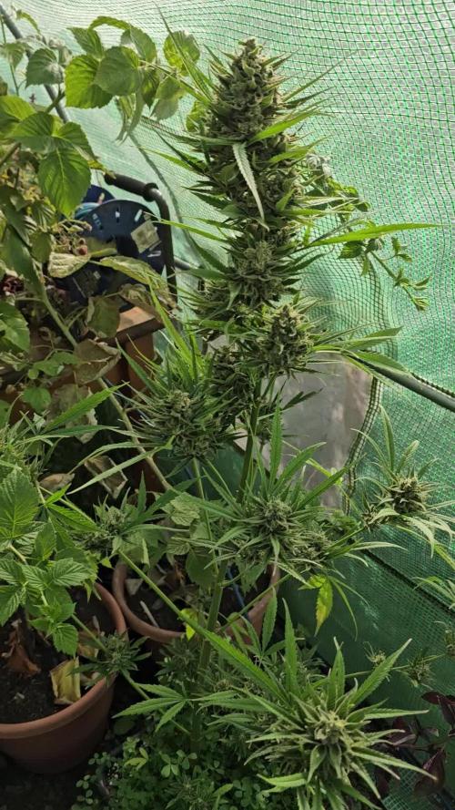 Frances - Auto Fractal 1 [G5]