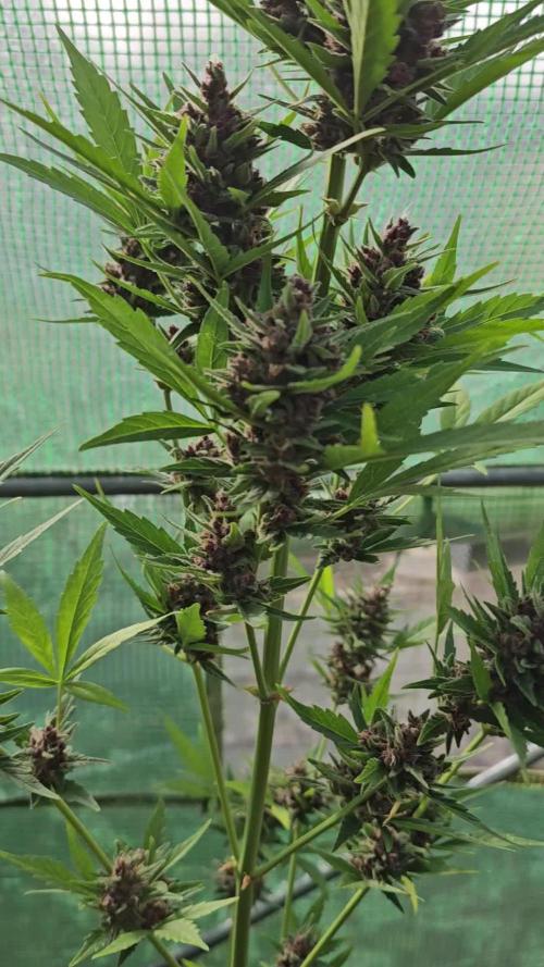 Brenda - Auto Divine Rapier [G5]