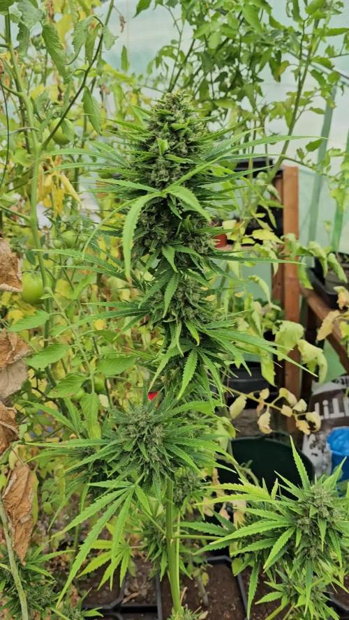 Fraya - Auto Fractal 2 [G5]