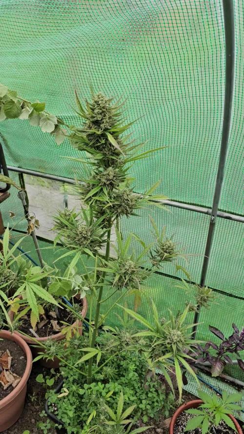 Frances - Auto Fractal 1 [G5]