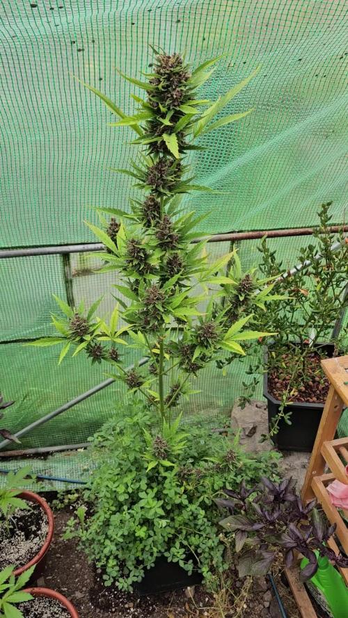 Brenda - Auto Divine Rapier [G5]