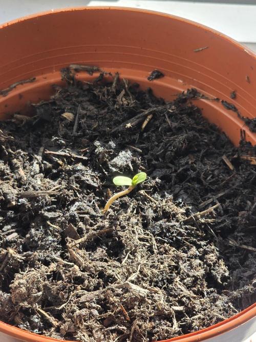Zarola - Super Lemon Haze [G6]. Week 0