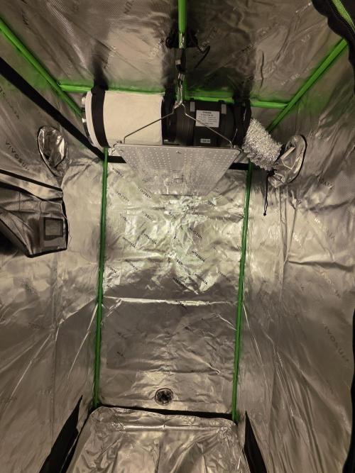 Zarola - Super Lemon Haze [G6]. Week 0