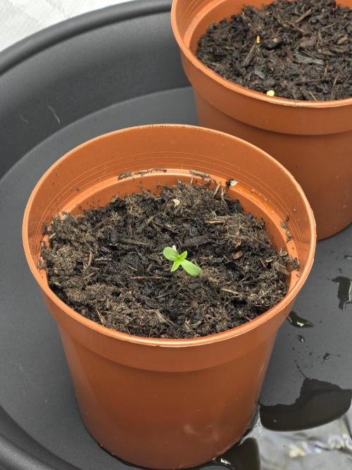 Zarola - Super Lemon Haze [G6]. Week 1 - Day 1