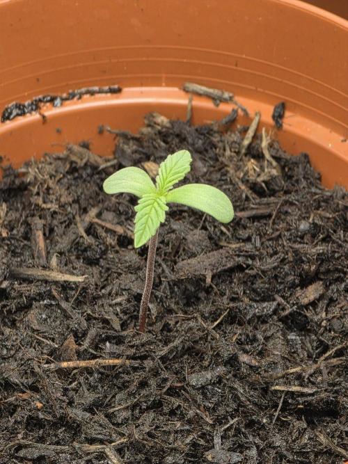 Zarola - Super Lemon Haze [G6]. Week 1 - Day 2