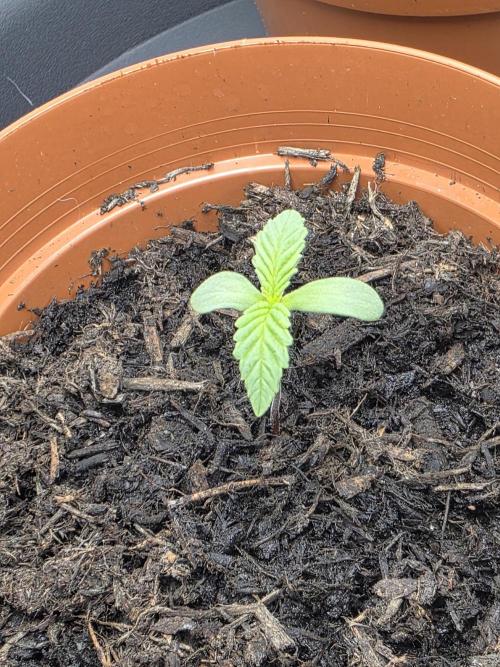 Zarola - Super Lemon Haze [G6]. Week 1 - Day 3