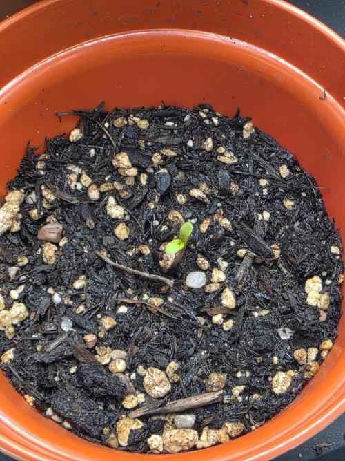 Lady Lazarus - Dead Fred [G6]. Week 0 - Baby 1