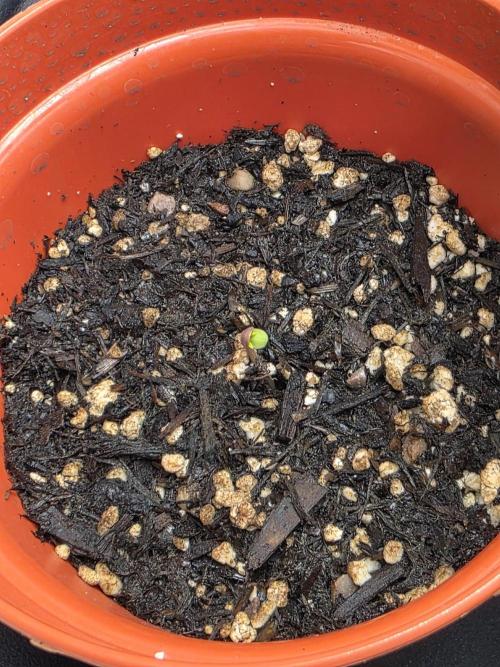 Lady Lazarus - Dead Fred [G6]. Week 0