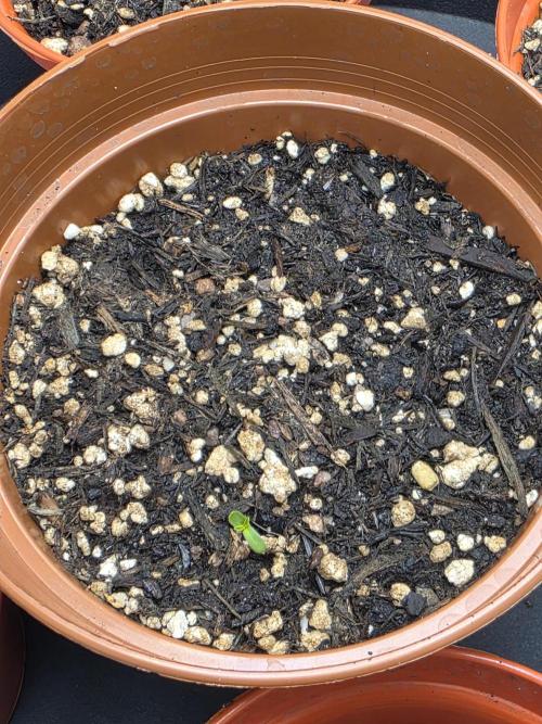 Monstera - Triple Cheese [G6]. Week 0 - 1/3 sprouted 4/3/23