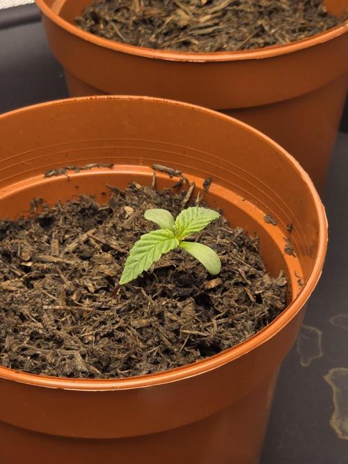 Zarola - Super Lemon Haze [G6]. Week 1 - Day 4