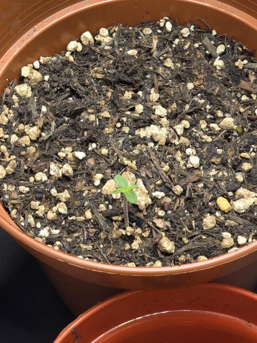 Monstera - Triple Cheese [G6]. Week 1 - Day 1