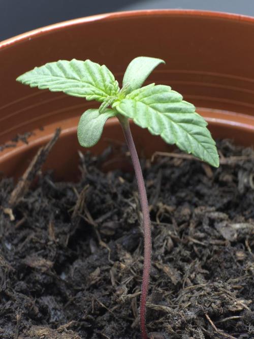 Zarola - Super Lemon Haze [G6]. Week 1 - Day 5