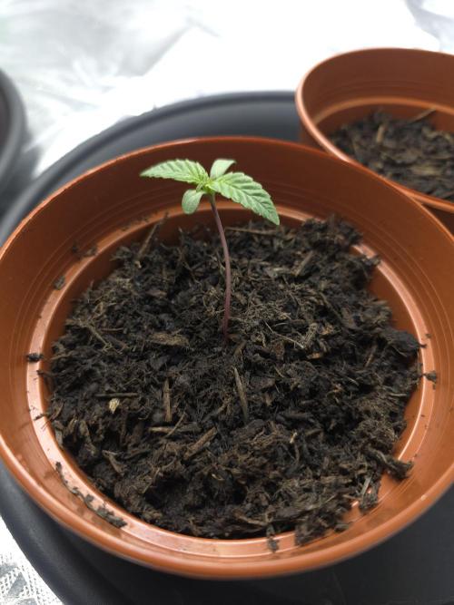 Zarola - Super Lemon Haze [G6]. Week 1 - Day 5