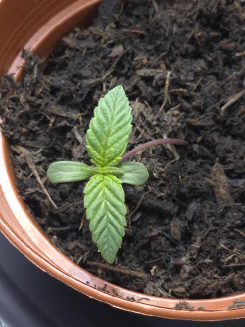 Zarola - Super Lemon Haze [G6]. Week 1 - Day 5