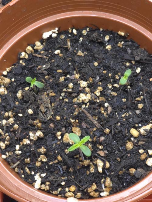 Monstera - Triple Cheese [G6]. Week 1 - Day 2