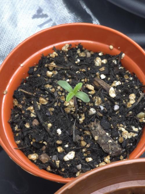Akhet/Solaris - Anubis x SS [G6]. Week 1 - Day 2