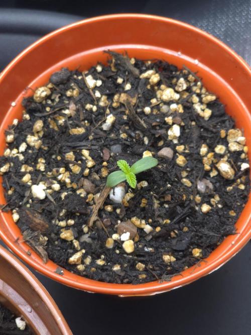Akhet/Solaris - Anubis x SS [G6]. Week 1 - Day 2