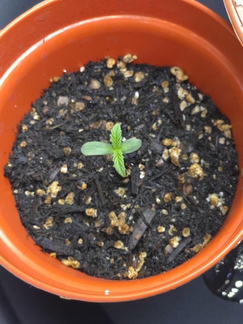 Lady Lazarus - Dead Fred [G6]. Week 1 - Day 2