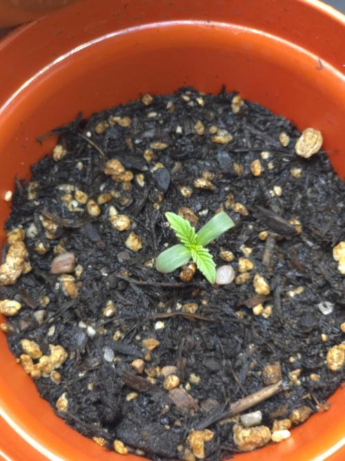 Lady Lazarus - Dead Fred [G6]. Week 1 - Day 2