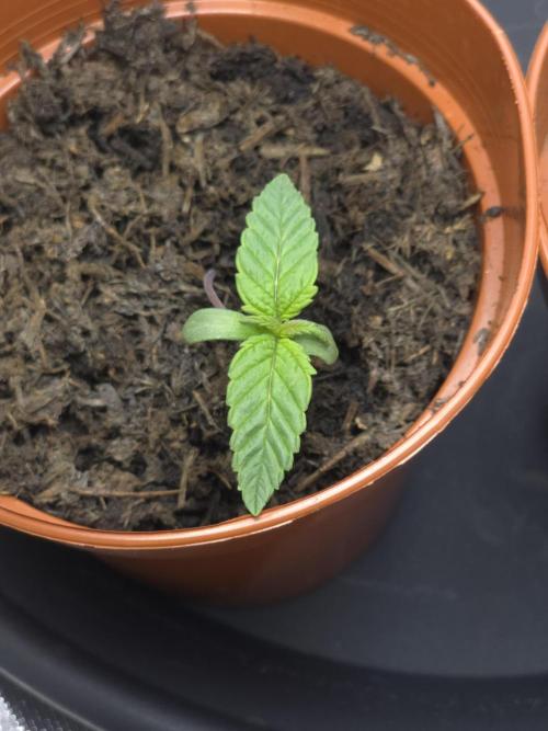 Zarola - Super Lemon Haze [G6]. Week 1 - Day 6