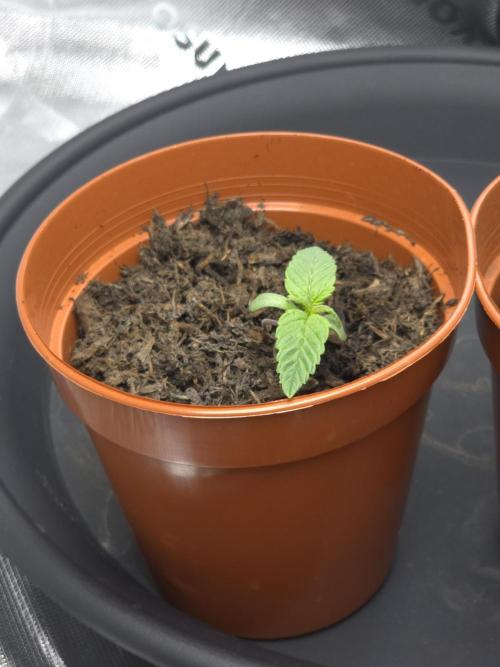 Zarola - Super Lemon Haze [G6]. Week 1 - Day 6