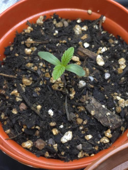 Akhet/Solaris - Anubis x SS [G6]. Week 1 - Day 3