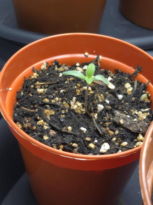 Akhet/Solaris - Anubis x SS [G6]. Week 1 - Day 3
