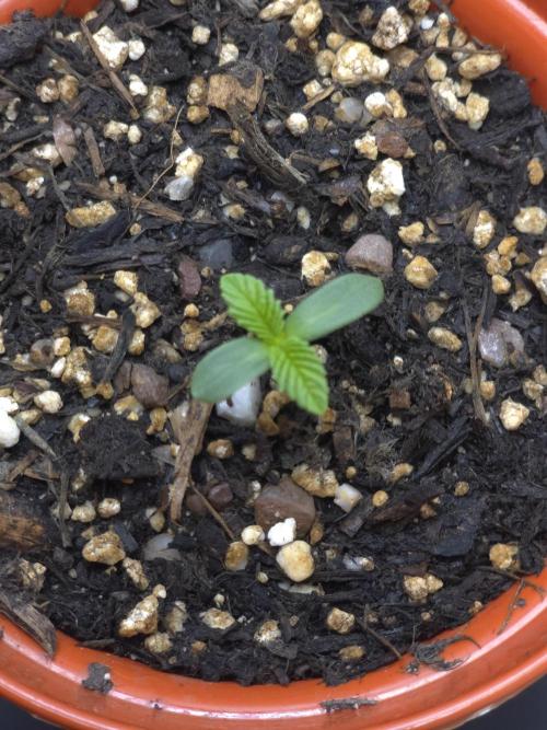Akhet/Solaris - Anubis x SS [G6]. Week 1 - Day 3
