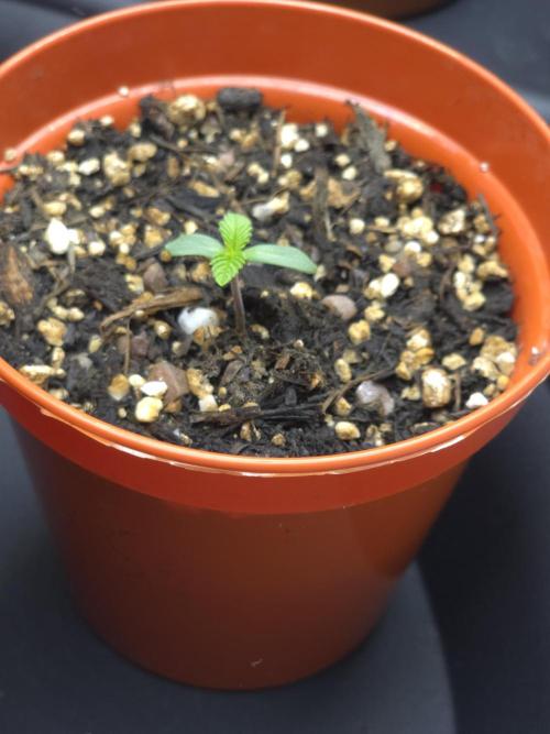 Akhet/Solaris - Anubis x SS [G6]. Week 1 - Day 3