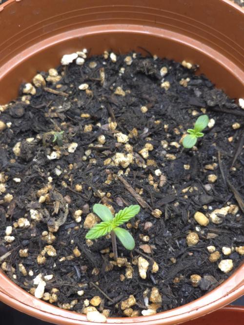 Monstera - Triple Cheese [G6]. Week 1 - Day 3