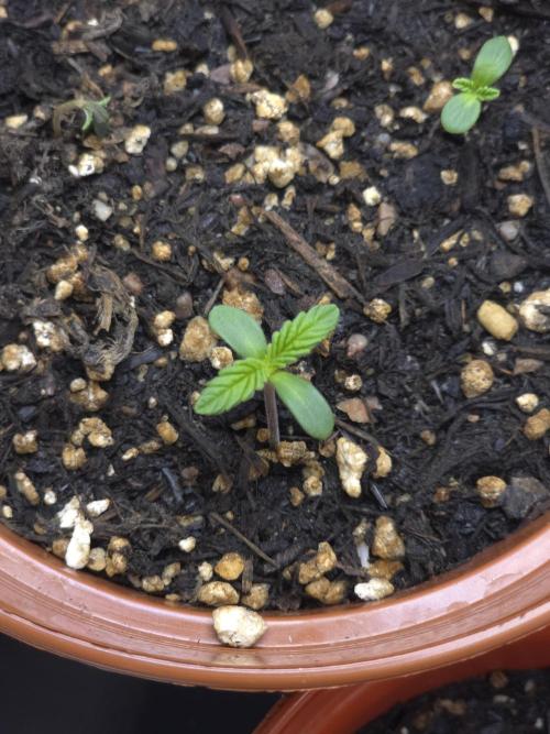 Monstera - Triple Cheese [G6]. Week 1 - Day 3