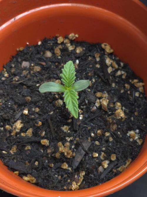 Lady Lazarus - Dead Fred [G6]. Week 1 - Day 3