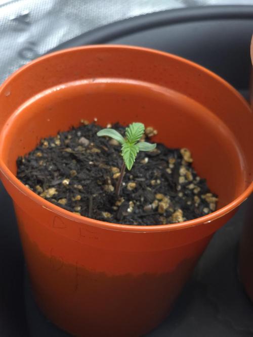 Lady Lazarus - Dead Fred [G6]. Week 1 - Day 3