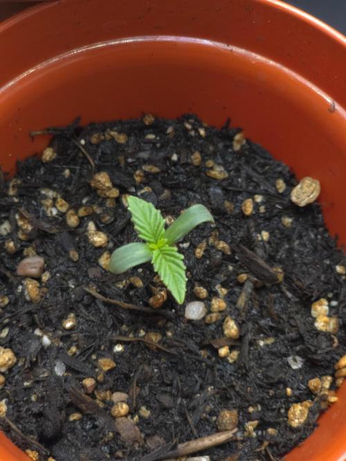 Lady Lazarus - Dead Fred [G6]. Week 1 - Day 3