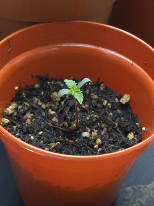 Lady Lazarus - Dead Fred [G6]. Week 1 - Day 3