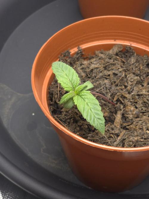 Zarola - Super Lemon Haze [G6]. Week 1 - Day 7