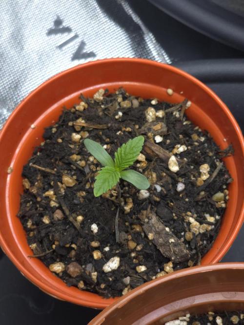 Akhet/Solaris - Anubis x SS [G6]. Week 1 - Day 4